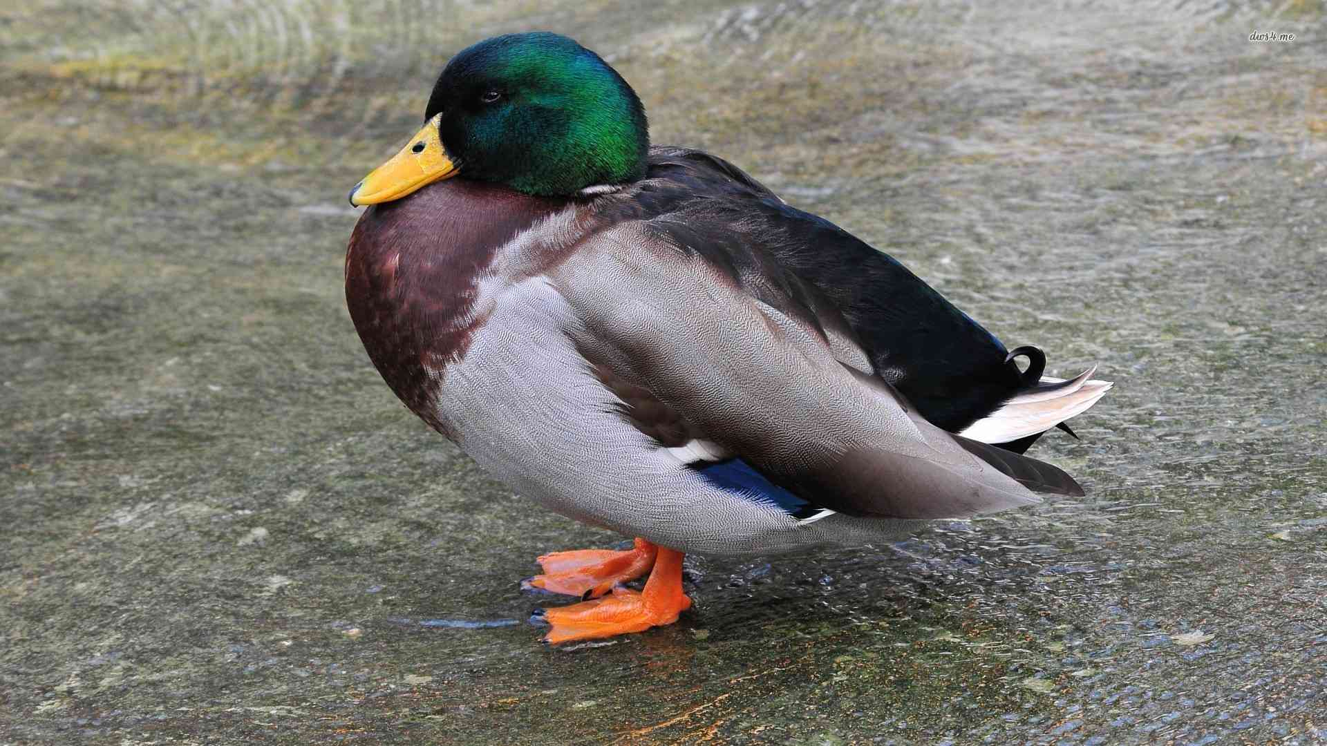 full Duck Chhoyala